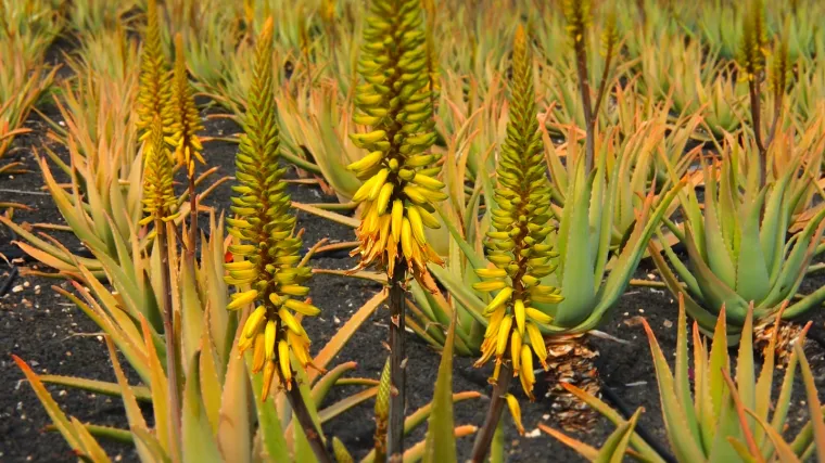 Aloe vera biljka - ljekovita svojstva aloe vera biljke