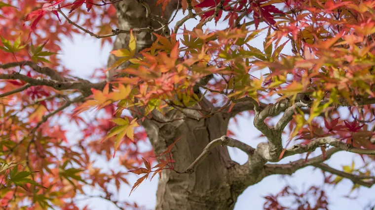 Javor drvo - izdržljivo drvo za izradu instrumenata