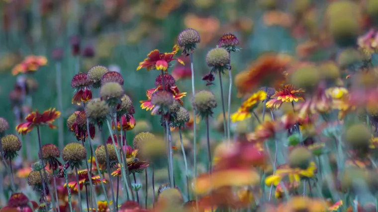 Medonosno bilje -  bilje koje daje najviše meda