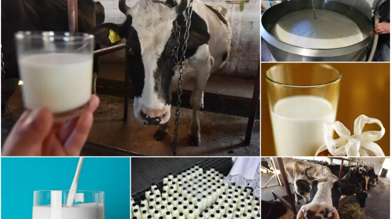 U pet godina uvoz mlijeka je eksplodirao...