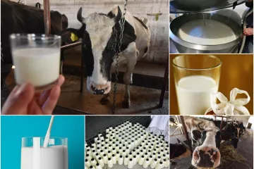 U pet godina uvoz mlijeka je eksplodirao...