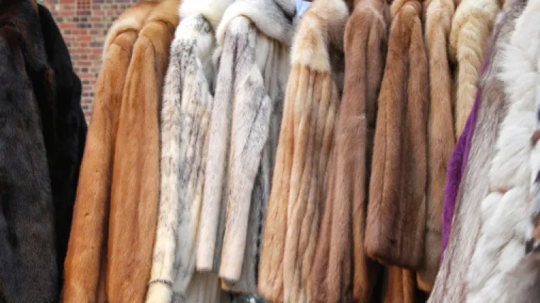 Če&scaron;ka od 2019. zabranjuje uzgoj i ubijanje životinja zbog izrade krzna