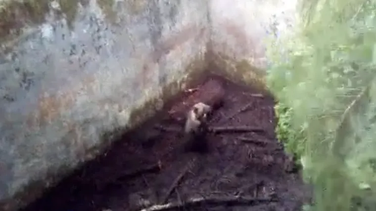 Akcija spa&scaron;avanja medvjedića na Velebitu: upao u cisternu i bespomoćno zapomagao