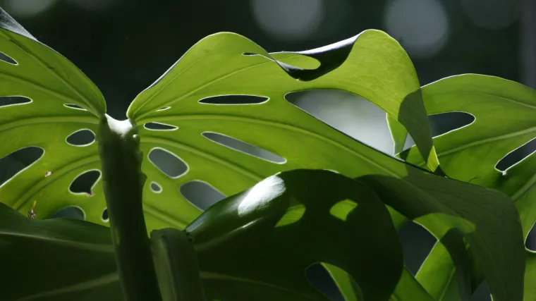 Monstera biljka - biljka tropskih krajeva u va&scaron;em domu