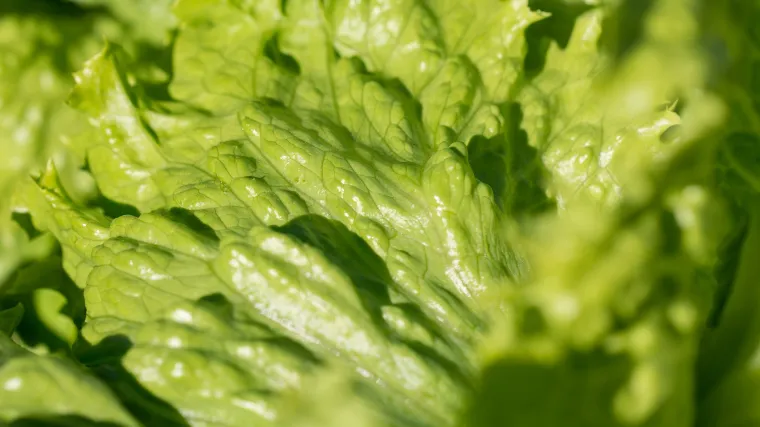 Iceberg salata - ledena salata dugotrajne svježine