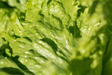 Iceberg salata - ledena salata dugotrajne svježine