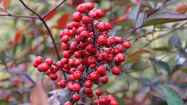 Nebeski bambus - azijski crvenkasti grm