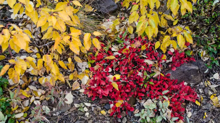 Medvjeđe grožđe - ljekovita svojstva medvjeđeg grožđa