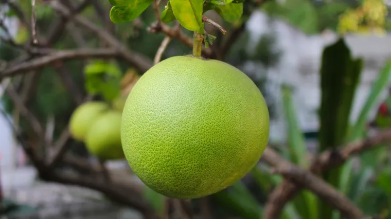 Pomelo voće - citrus slatkog okusa