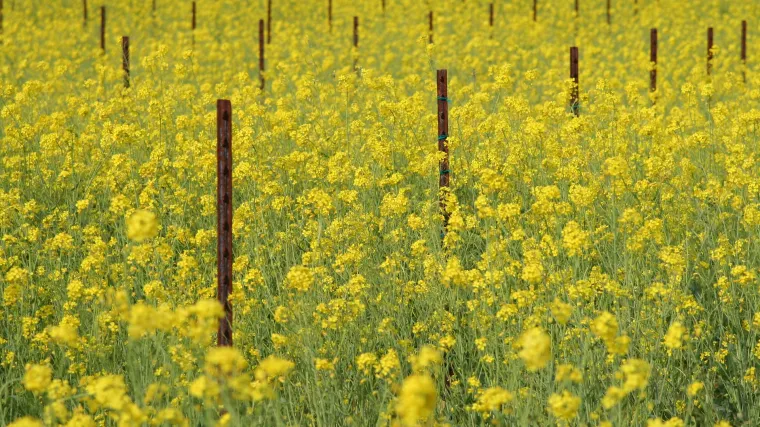 Bijela goru&scaron;ica - ljutkasta biljka s mno&scaron;tvom primjena