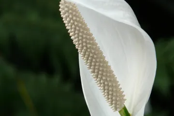 Kako održavati spatifilum