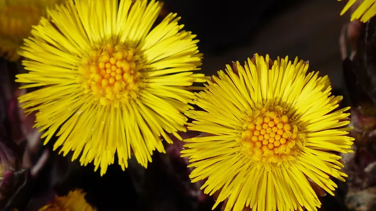 Oman biljka - starorimska ljekovita biljka