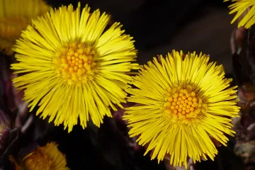 Oman biljka - starorimska ljekovita biljka