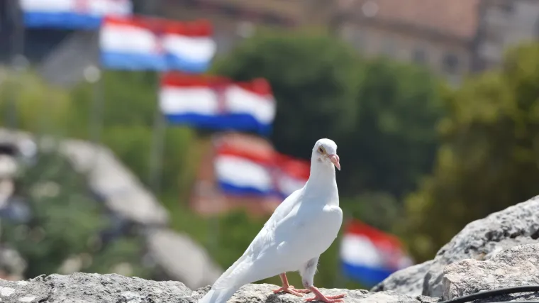 Iz Vukovara u let prema Kninu  pu&scaron;teno stotine golubova