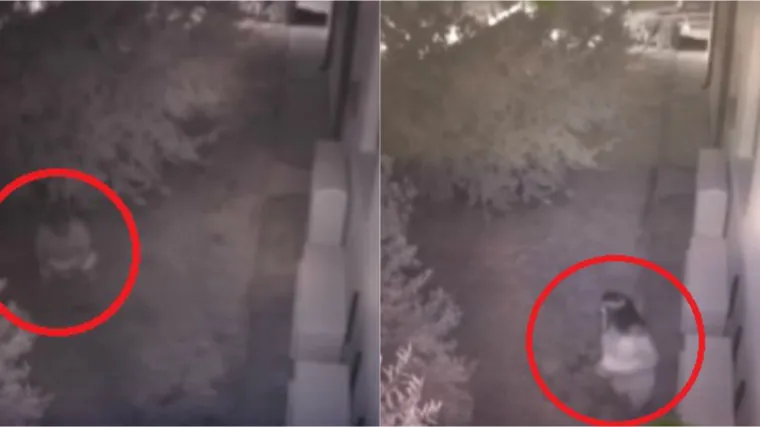 Svećeniku iz Omi&scaron;a dojadilo &scaron;to turisti obavljaju nuždu u masliniku župe pa objavio snimke 'počinitelja' s nadzornih kamera