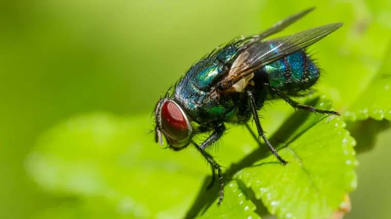 Znate li kako se rije&scaron;iti muha?