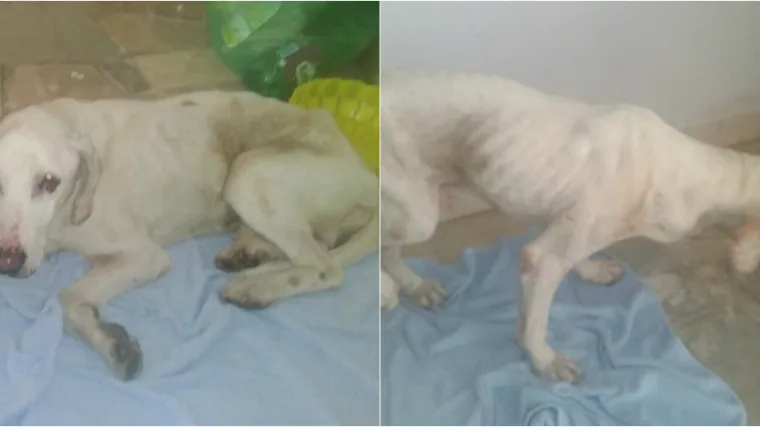 Turistima na ljetovanju u dvori&scaron;te dolutao ozlijeđeni pas kojem su se vidjele sve kosti na izmučenom tijelu