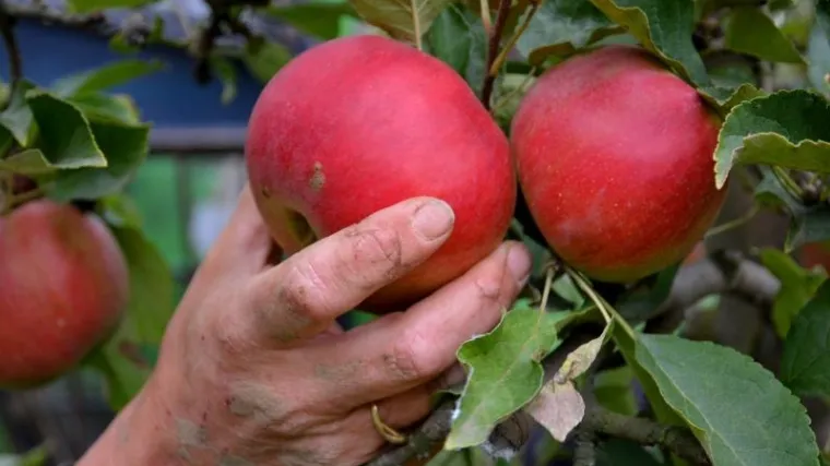Brao voće u voćnjaku, a onda ga pogodio metak: policija sumnja da su ozljede nastale od sačme iz lovačke pu&scaron;ke