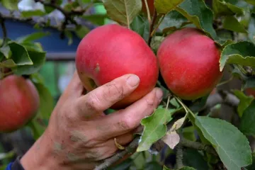 Brao voće u voćnjaku, a onda ga pogodio metak: policija sumnja da su ozljede nastale od sačme iz lovačke puške