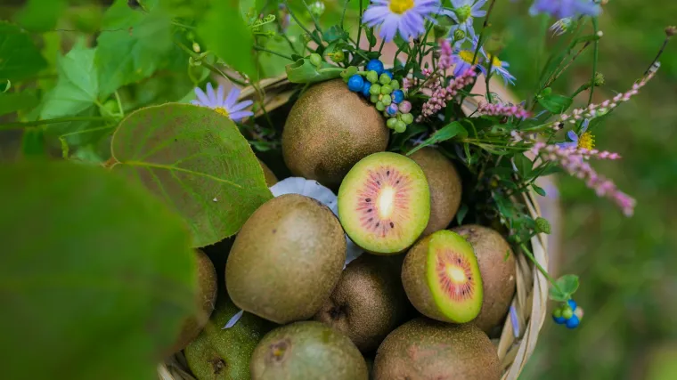 Sadnja kivija - naučite kako se sadi kivi
