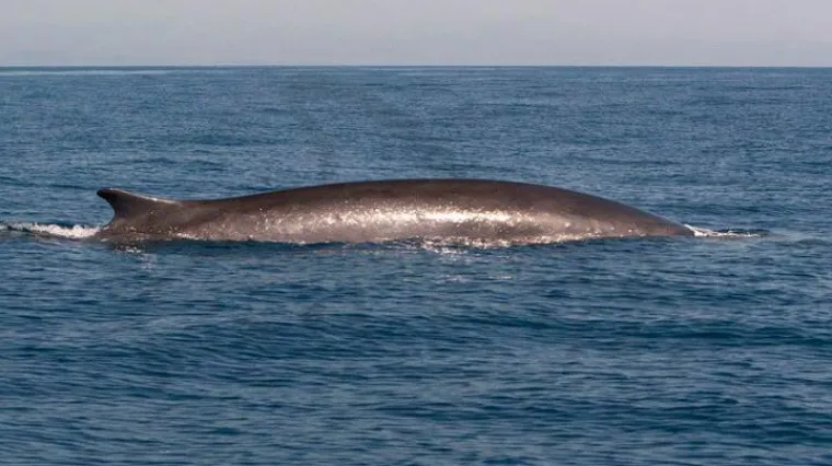 U 'bliskom susretu' kita i broda nekoliko putnika ozlijeđeno