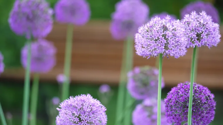 Ukrasni luk - biljka predivnih velikih cvjetova