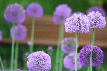 Ukrasni luk - biljka predivnih velikih cvjetova