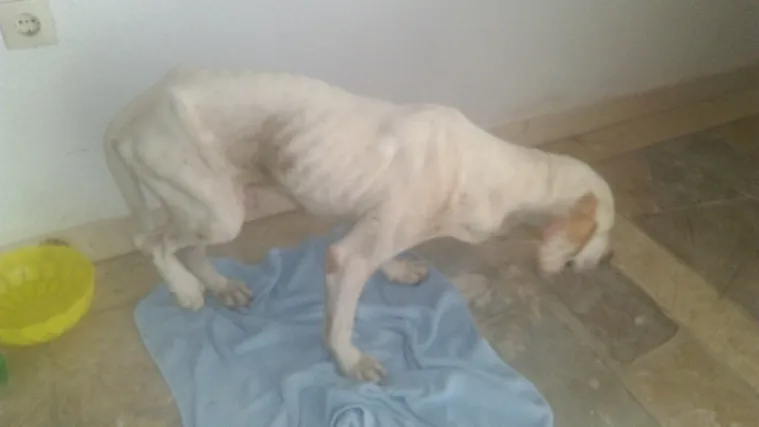 Izgladnjeli i prestravljeni pas treba pomoć dobrih ljudi