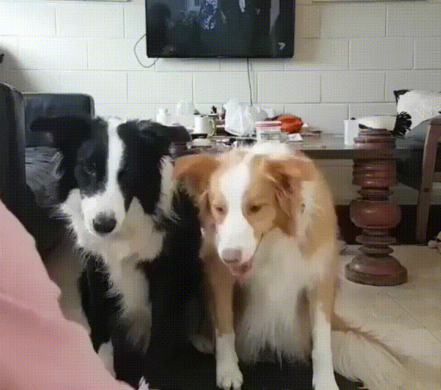 Pas je pseći najbolji prijatelj