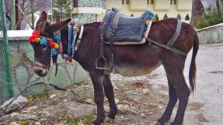 Slovenski ljubitelji životinja traže zabranu tradicionalne utrke magaraca: 'To je mučenje životinja'