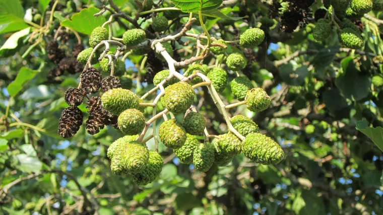 Joha biljka - drvo za gradnju instrumenata