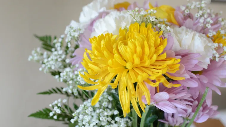 Cvijeće koje čisti zrak - koje vrste uklanjaju alergene iz zraka