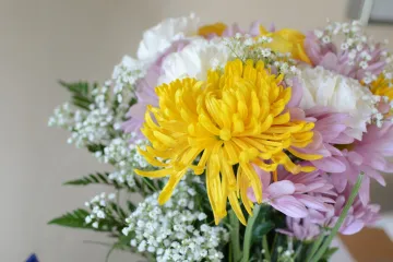 Cvijeće koje čisti zrak - koje vrste uklanjaju alergene iz zraka