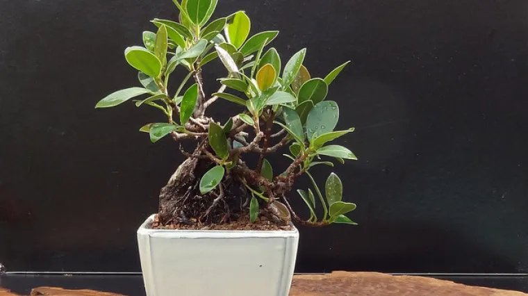 Ficus ginseng održavanje - kako se brinuti o bonsai fikusu