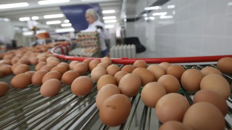 Je li velika afera zata&scaron;kavana? 'Nizozemska je od studenoga znala da su jaja kontaminirana'