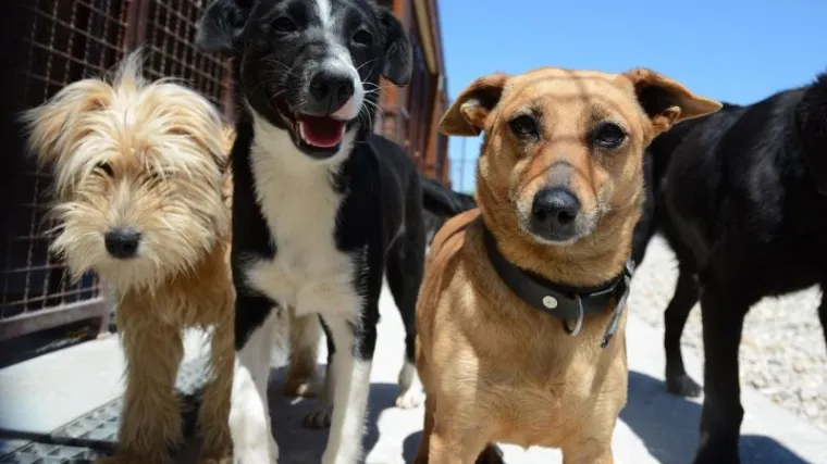 Donosimo savjete kako sačuvati svoje četveronožne prijatelje od visokih temperatura