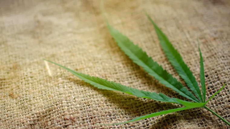 Nova studija: marihuana utječe na razvoj bolesti srca i u konačnici uzrokuje smrt?