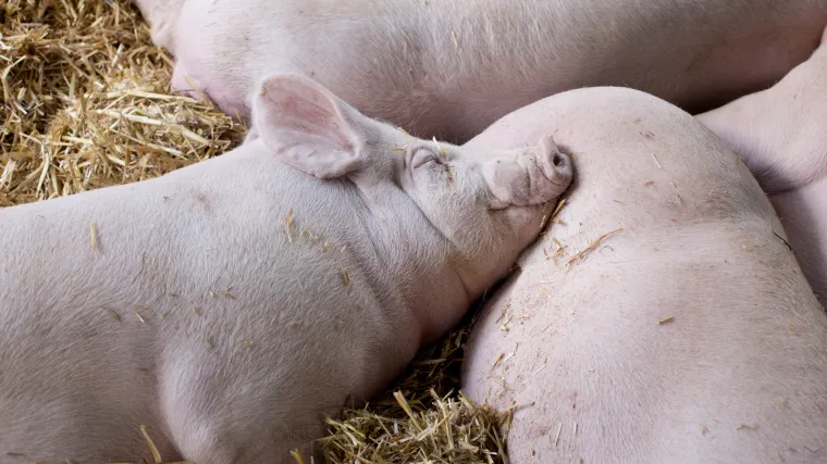 Detalji afere krađe svinja od poznate mesne industrije: tko je čovjek koji je nestao nakon nezapamćene milijunske prevare