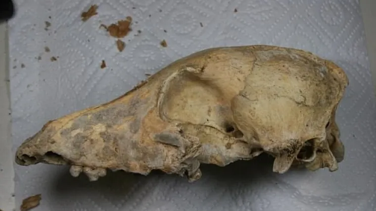 Znanstvenici razotkrili najveću tajnu o čovjekovom najboljem prijatelju