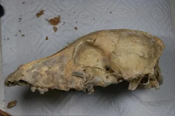 Znanstvenici razotkrili najveću tajnu o čovjekovom najboljem prijatelju