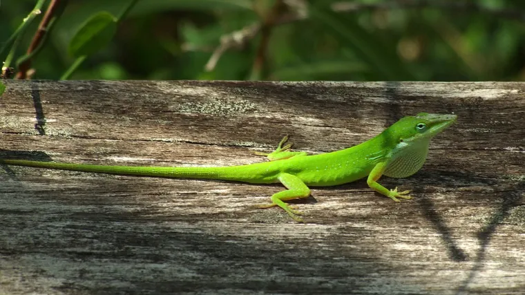 Zbog ekstremnih klimatskih uvjeta gušteri evoluirali u svega nekoliko mjeseci