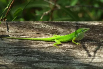Zbog ekstremnih klimatskih uvjeta gušteri evoluirali u svega nekoliko mjeseci