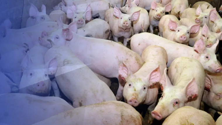 Policija prona&scaron;la 195 od ukupno 723 ukradene svinje mesne industrije Vajda