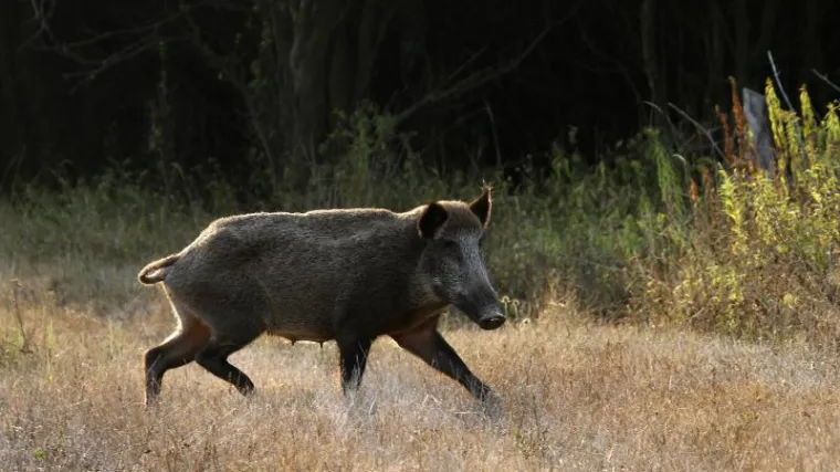 Lovci zbog &scaron;tete na usjevima krenuli u potragu za veprovima, pa prona&scaron;li uspavane migrante
