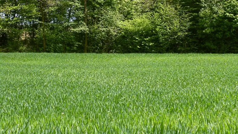 Zelena boja značenje - značenje boje mira