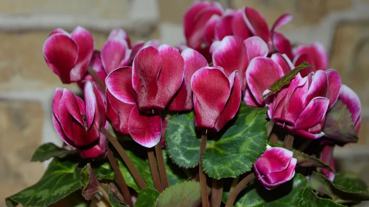 Divlja ciklama - ljepotica mje&scaron;ovitih &scaron;uma