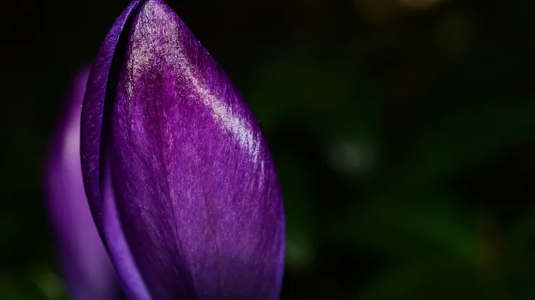 Ljubičasta boja značenje - za&scaron;to je ljubičasta boja umjetnosti