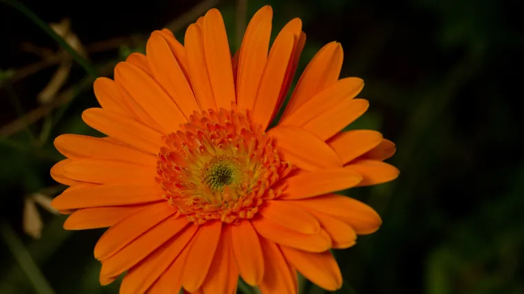 Gerber cvijet: značenje i simbolika gerbera