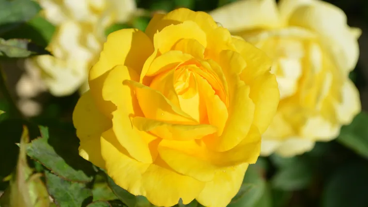 Biljke žutog cvijeta: upoznajte najpopularnije biljke žutog cvijeta