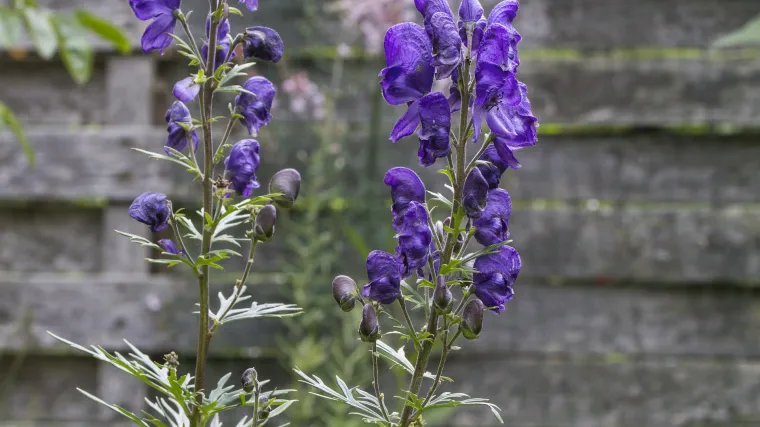 Jedić biljka: sve prednosti ove ljekovite biljke